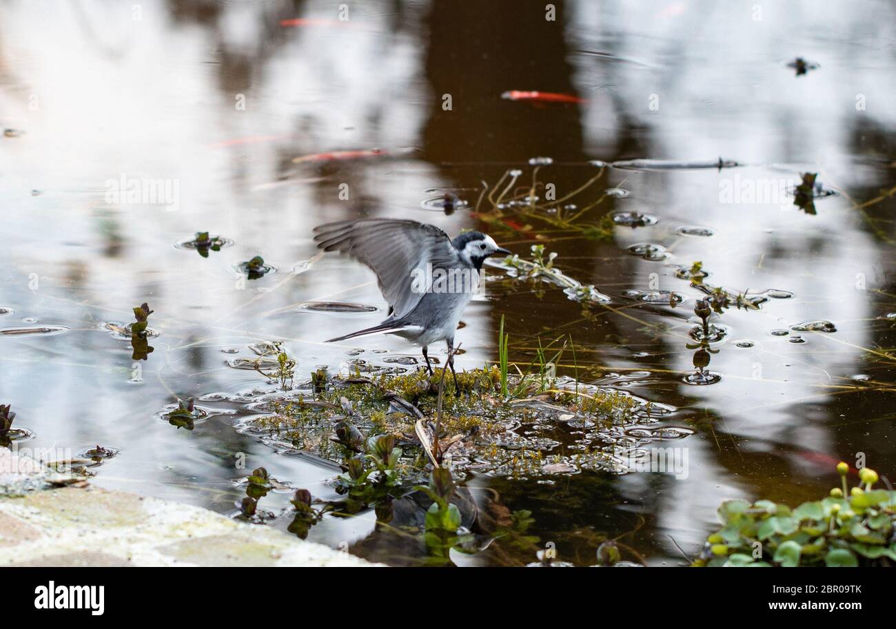 Genus of songbirds. A white wagtail on a rock in a shallow water in early spring in Germany. The motacilla alba is a small passerine bird and kills fl Stock Photo