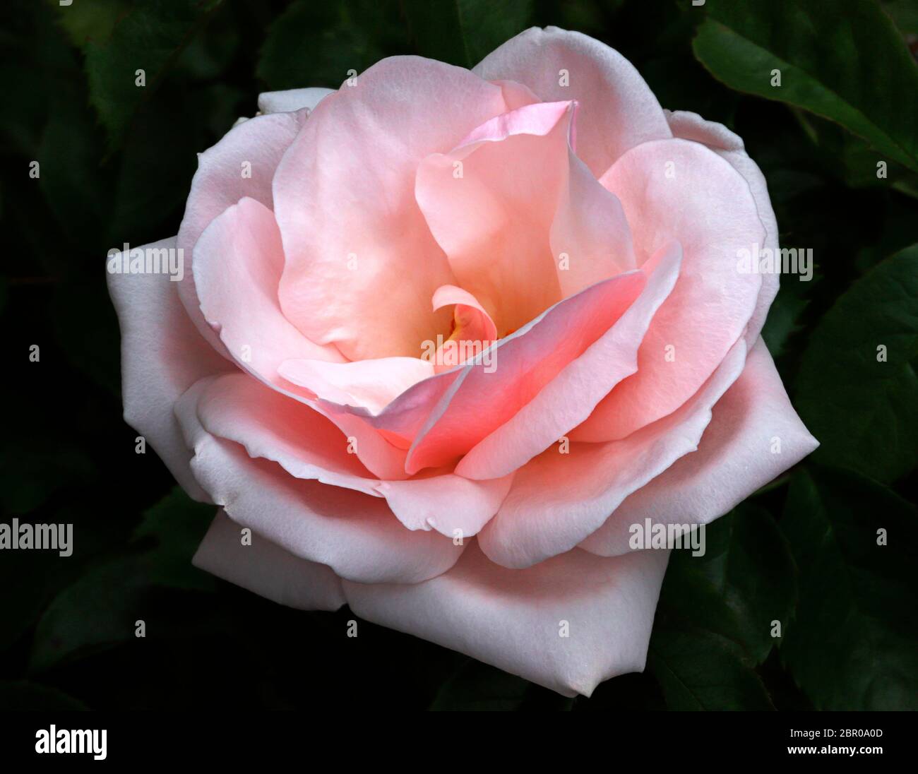 Country garden rose hi-res stock photography and images - Alamy