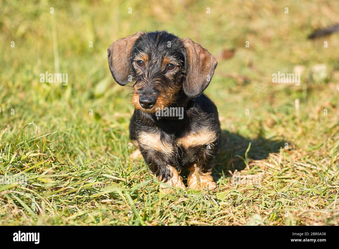 Mountain meadows miniature dachshunds 2025