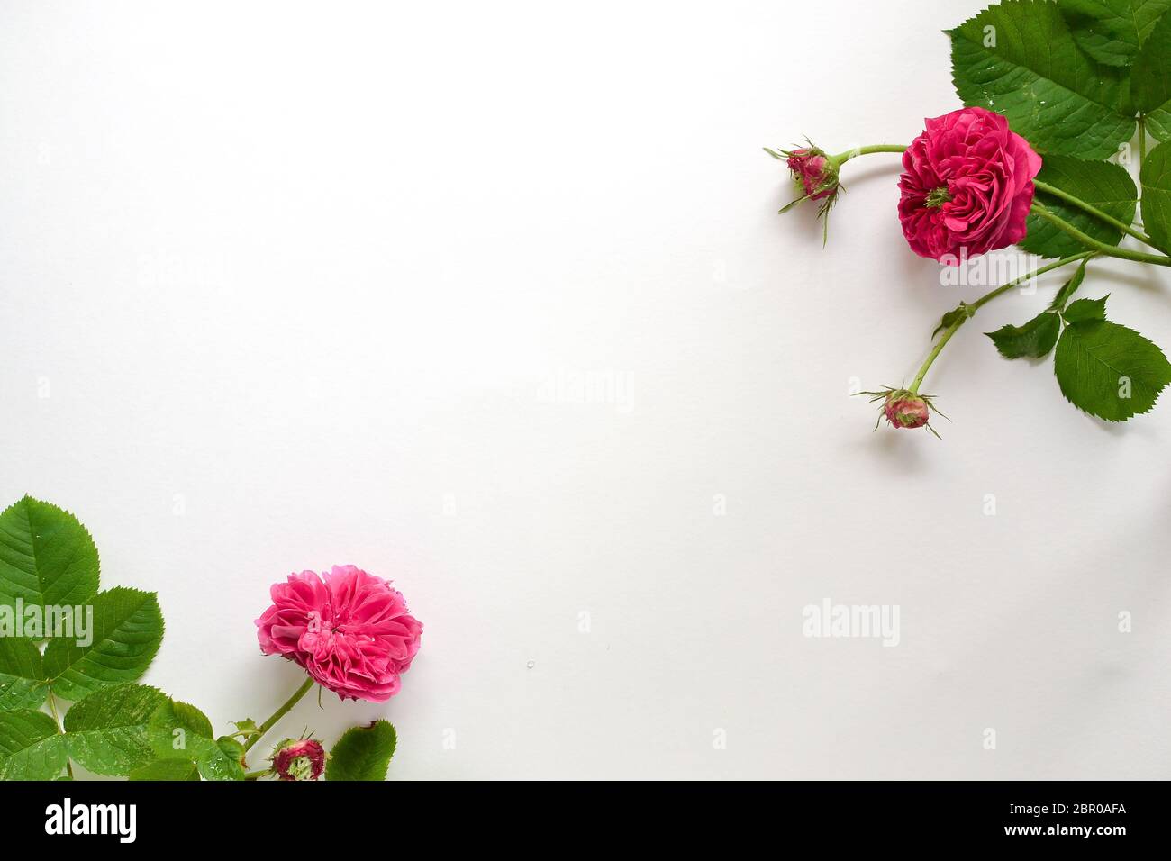 Frame text flowers hi-res stock photography and images - Alamy