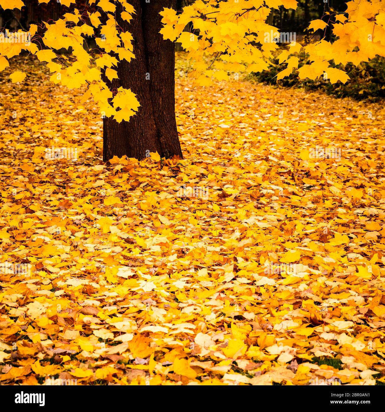 The autumn colors the leaves golden Stock Photo - Alamy