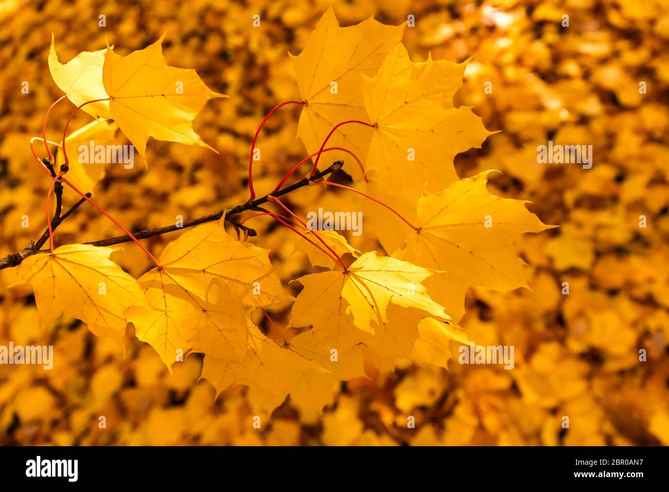 The autumn colors the leaves golden Stock Photo - Alamy