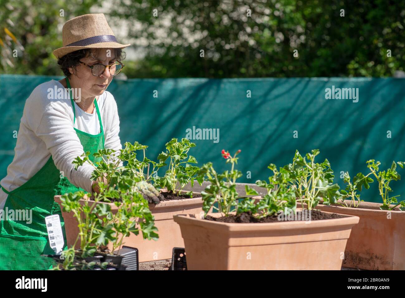 A senior woman potting geranium flowers, outdoors Stock Photo - Alamy
