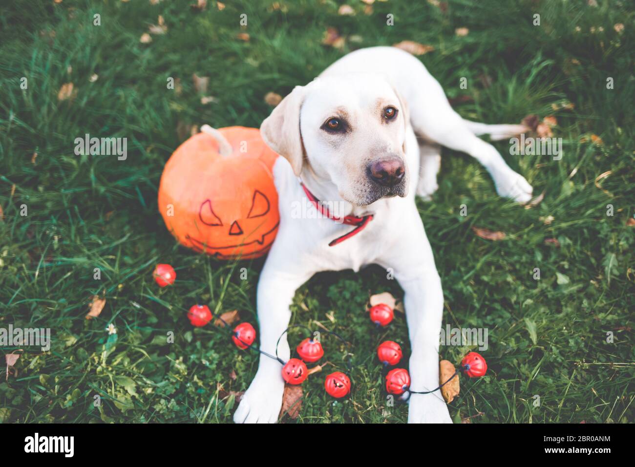 labrador and pumpkin. dog biting a pumpkin. labrador in a field with
