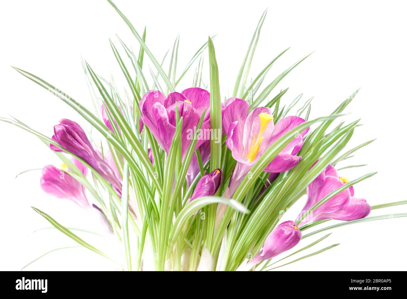 A bouquet of purple crocuses as a high-key recording Stock Photo