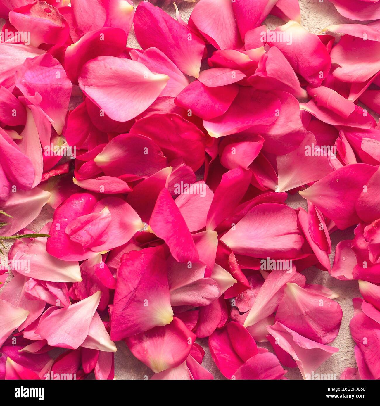Petals falling flower rose hi-res stock photography and images - Alamy