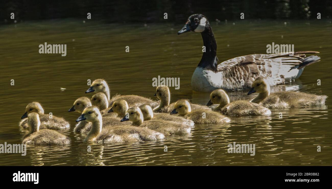 Hertfordshire, UK. 20 May, 2020. Unlucky for some, a pair of Canada geese with thirteen goslings swimming in the lake at Potters Bar park, Hertfordshire. David Rowe/Alamy Live News Stock Photo