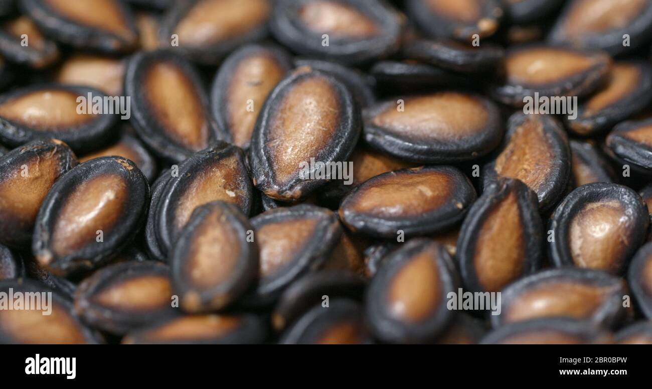 Black watermelon seed Stock Photo Alamy
