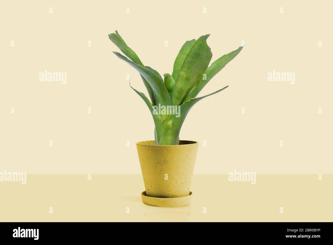 Green Bromeliad isolated on yellow background. Stock Photo