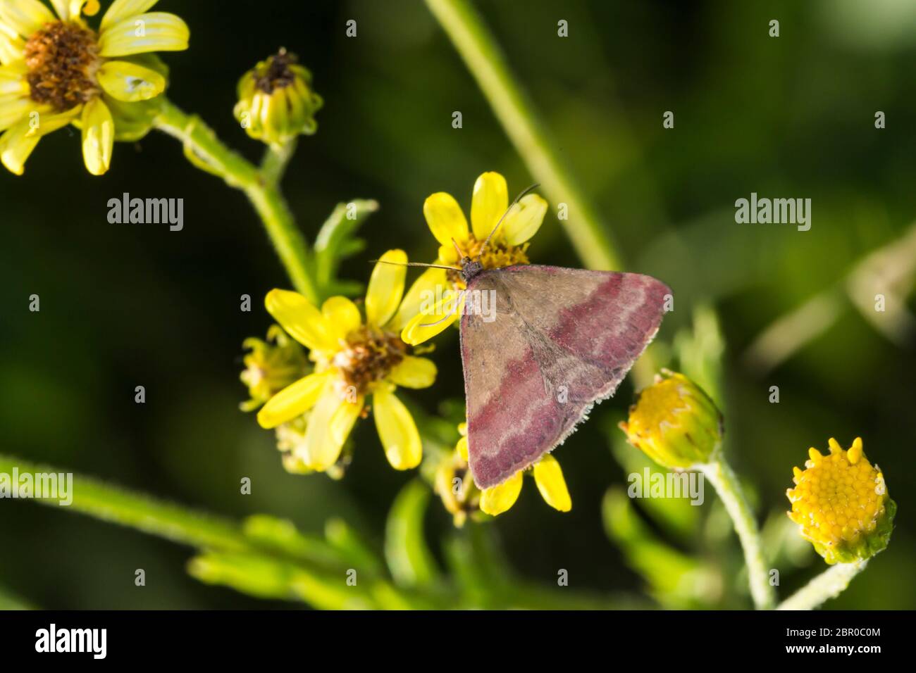 Benweed hi-res stock photography and images - Alamy