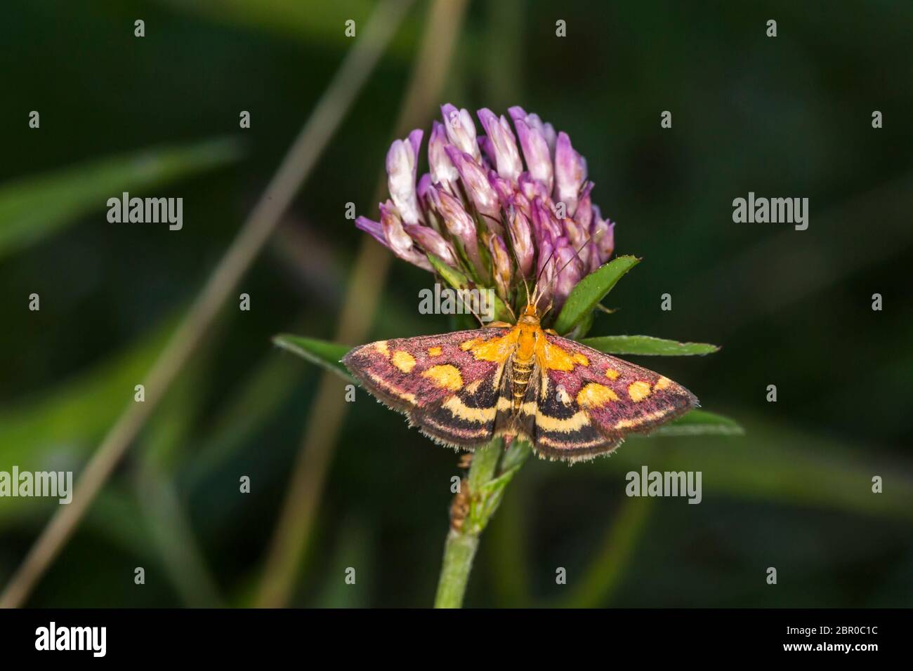 A purple borer is sitting on red clover Stock Photo