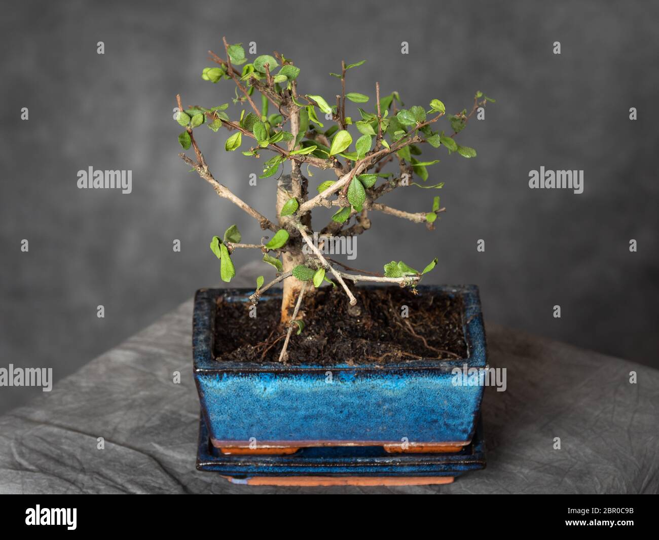 A Bonsai Tree in a Blue Japanese Chinese Pot on a White Background