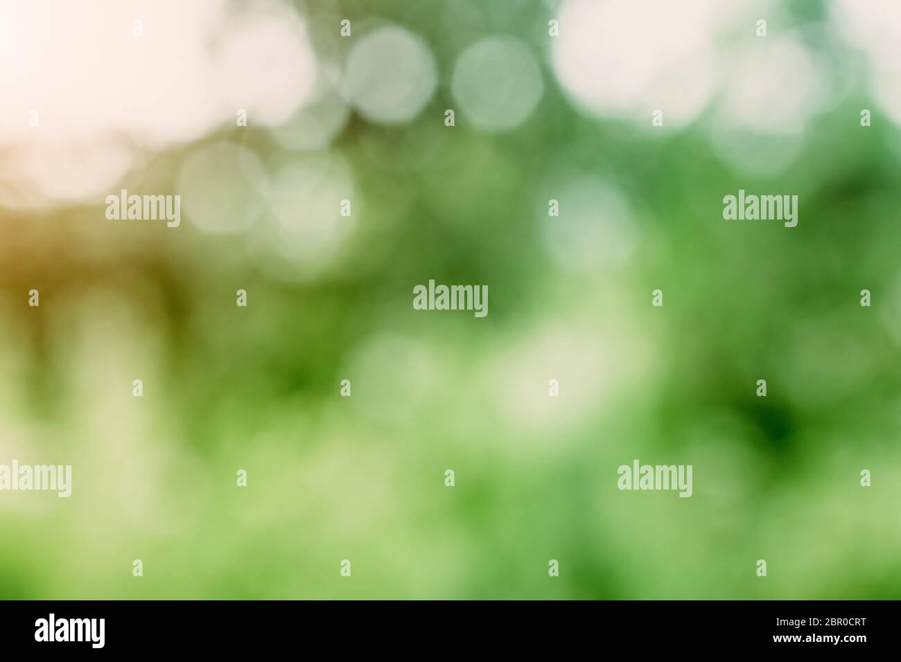 Blur bokeh macro background. Green park landscape Stock Photo - Alamy