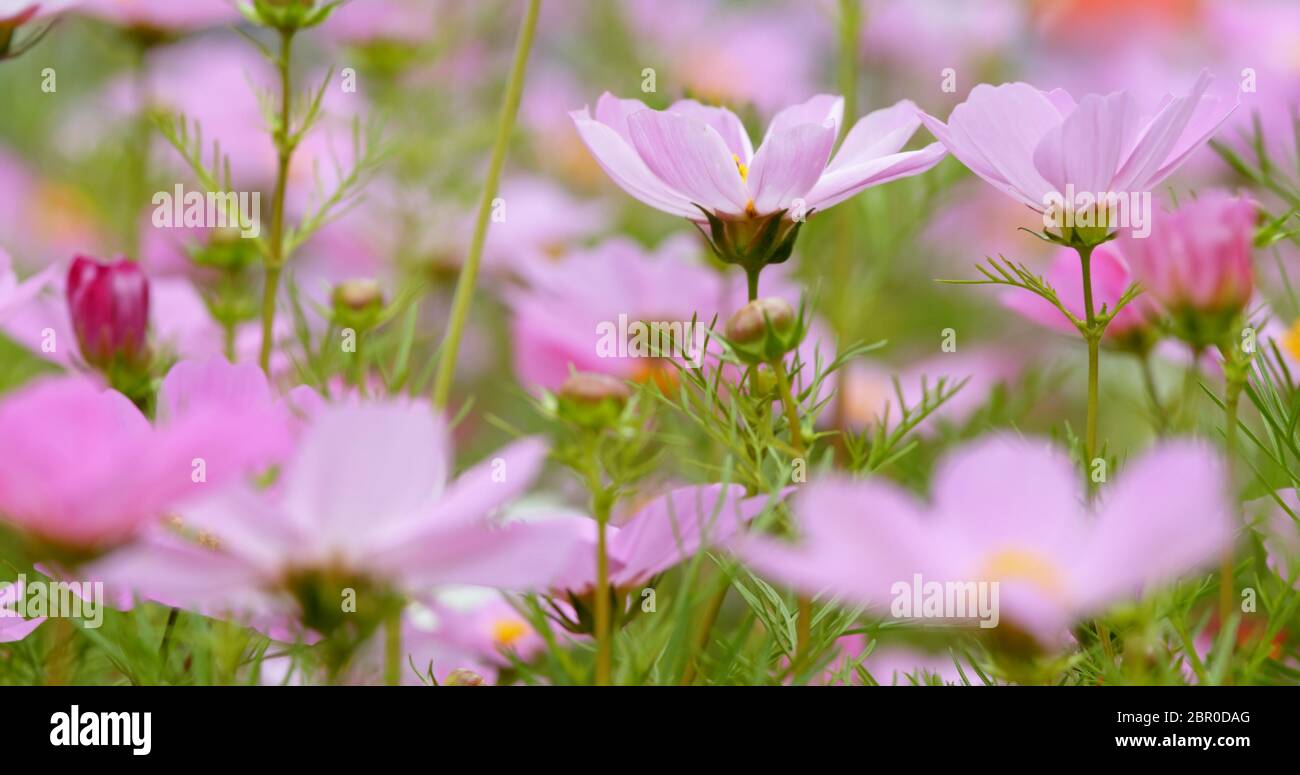 Purple Cosmo flower plant Stock Photo - Alamy