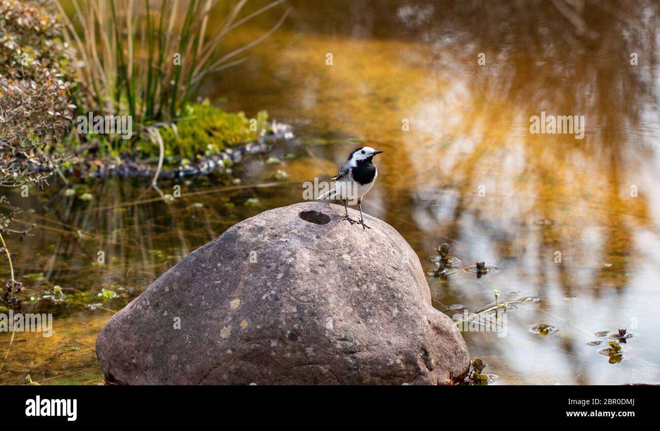 Genus of songbirds. A white wagtail on a rock in a shallow water in early spring in Germany. The motacilla alba is a small passerine bird and kills fl Stock Photo
