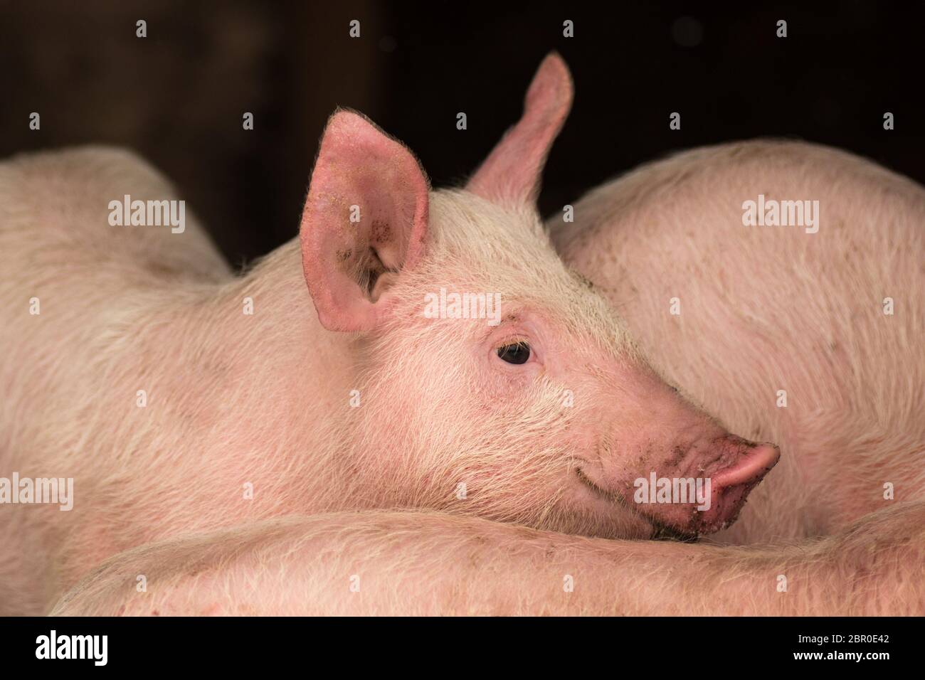 Young pigs in sty, pig breeding swine breeding and livestock farming concept. Stock Photo