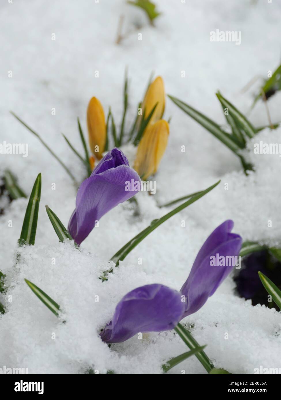 Crocus first spring flowers under white snow Stock Photo