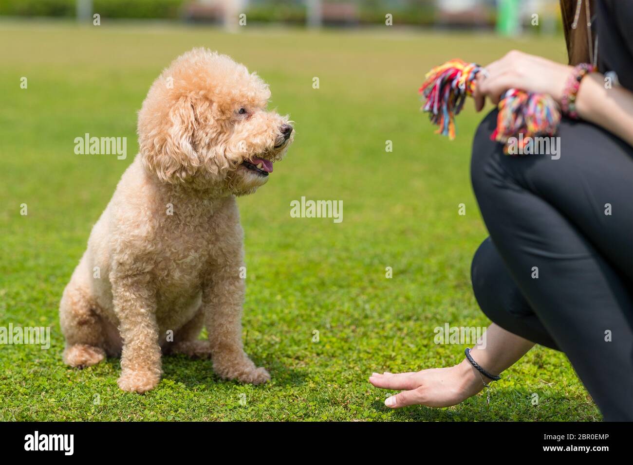 Poodle Wait For Command Of The Pet Owner Stock Photo Alamy