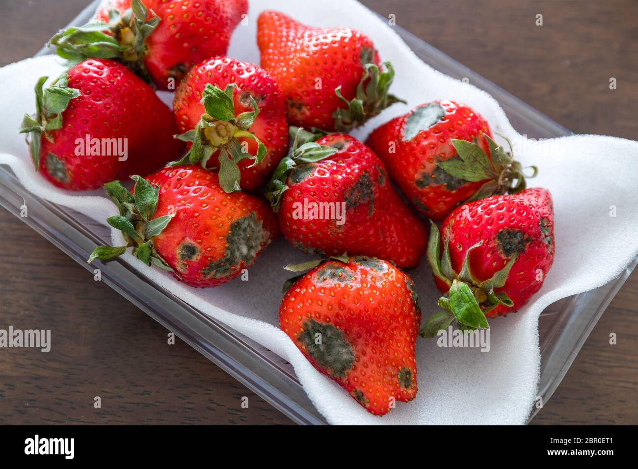Mold on strawberries Stock Photo