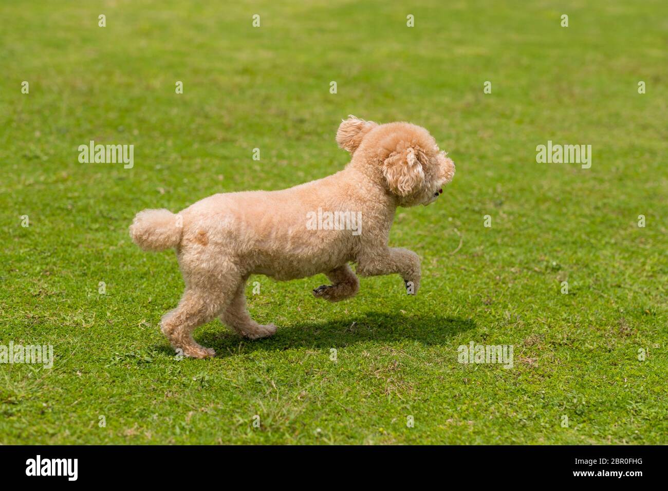 Cute little golden toy poodle hires stock photography and images Alamy