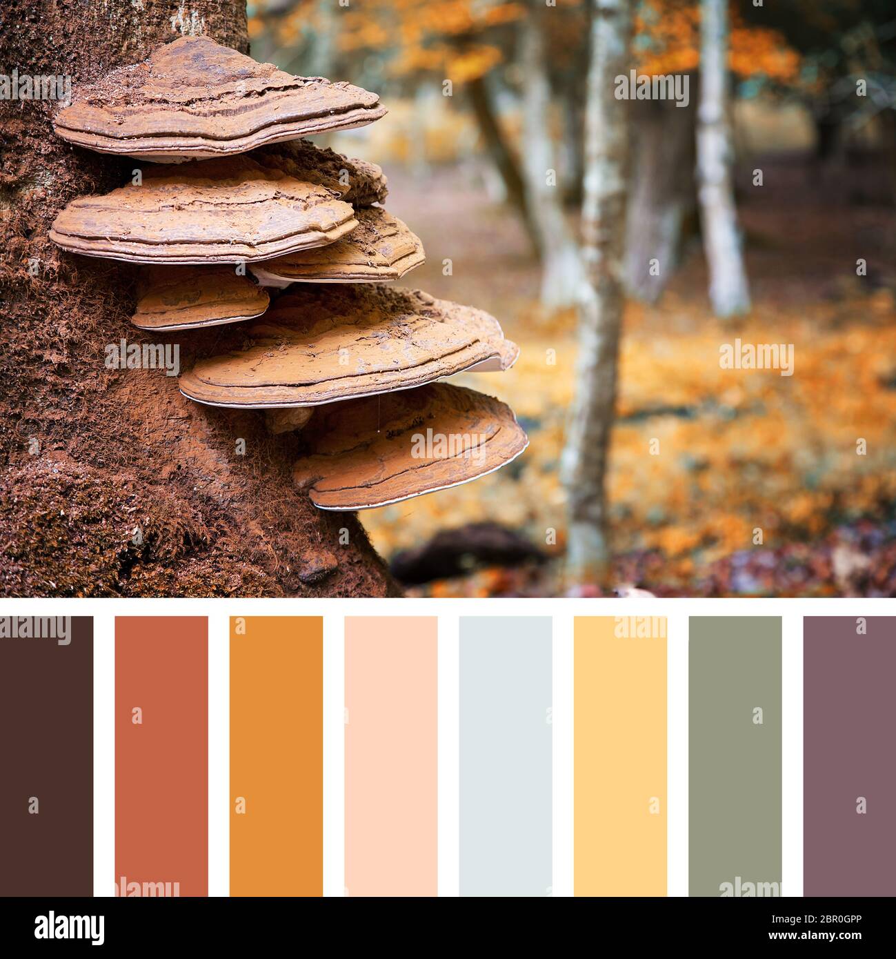 Bracket Fungus Growing On The Stump Of A Beech Tree Autumn Tones In The New Forest Hampshire Uk In A Colour Palette With Complimentary Colour Swa Stock Photo Alamy