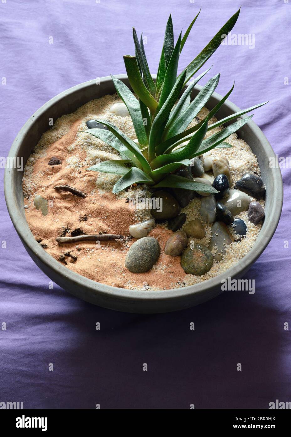 An aloe vera in an earthen flower pot. This is a medicinal plant and  comsetic plant Stock Photo - Alamy