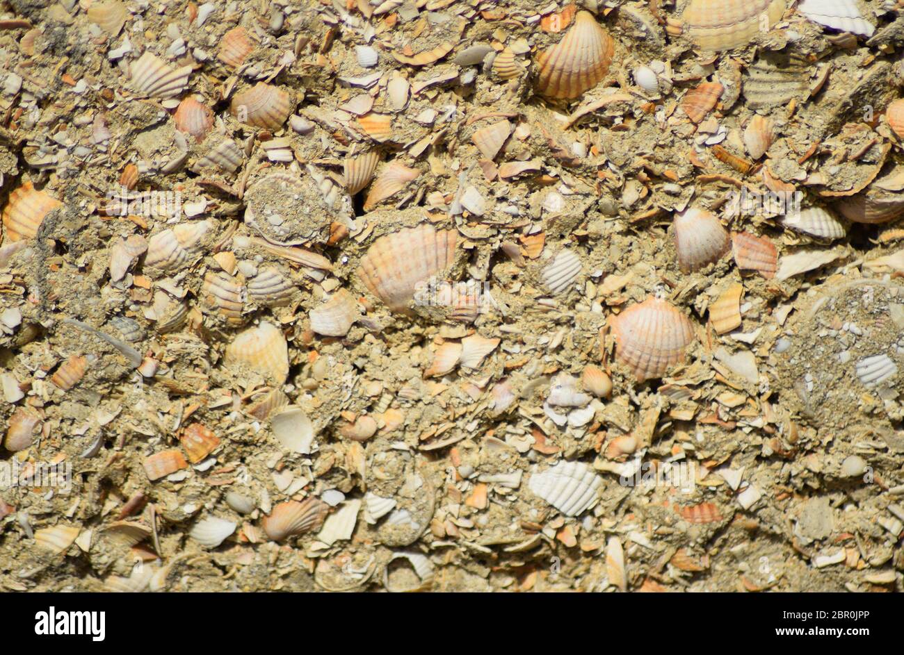 Background from a shell rock in cement. The wall put from slag stone. Stock Photo