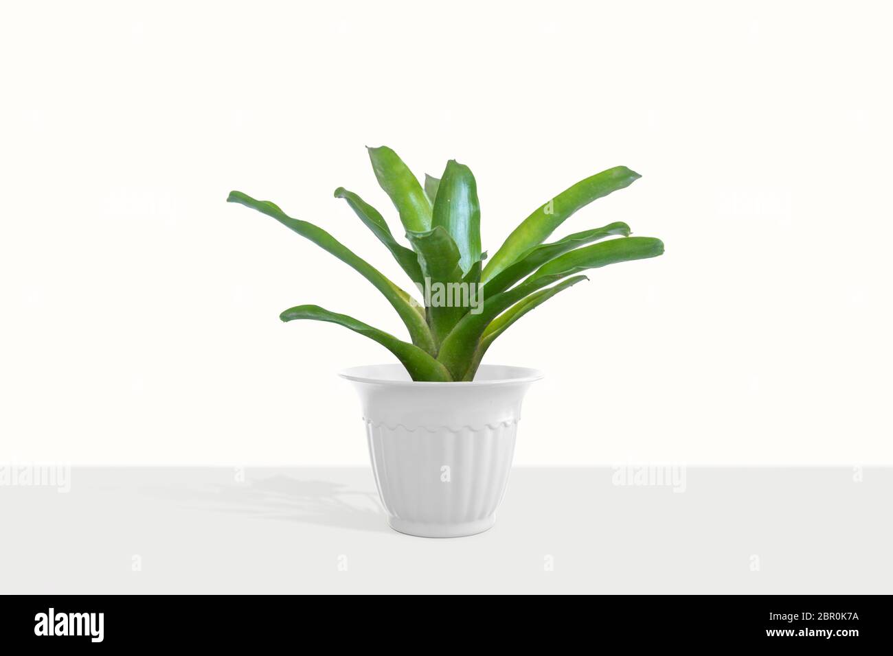 Green Bromeliad isolated on white background. Stock Photo