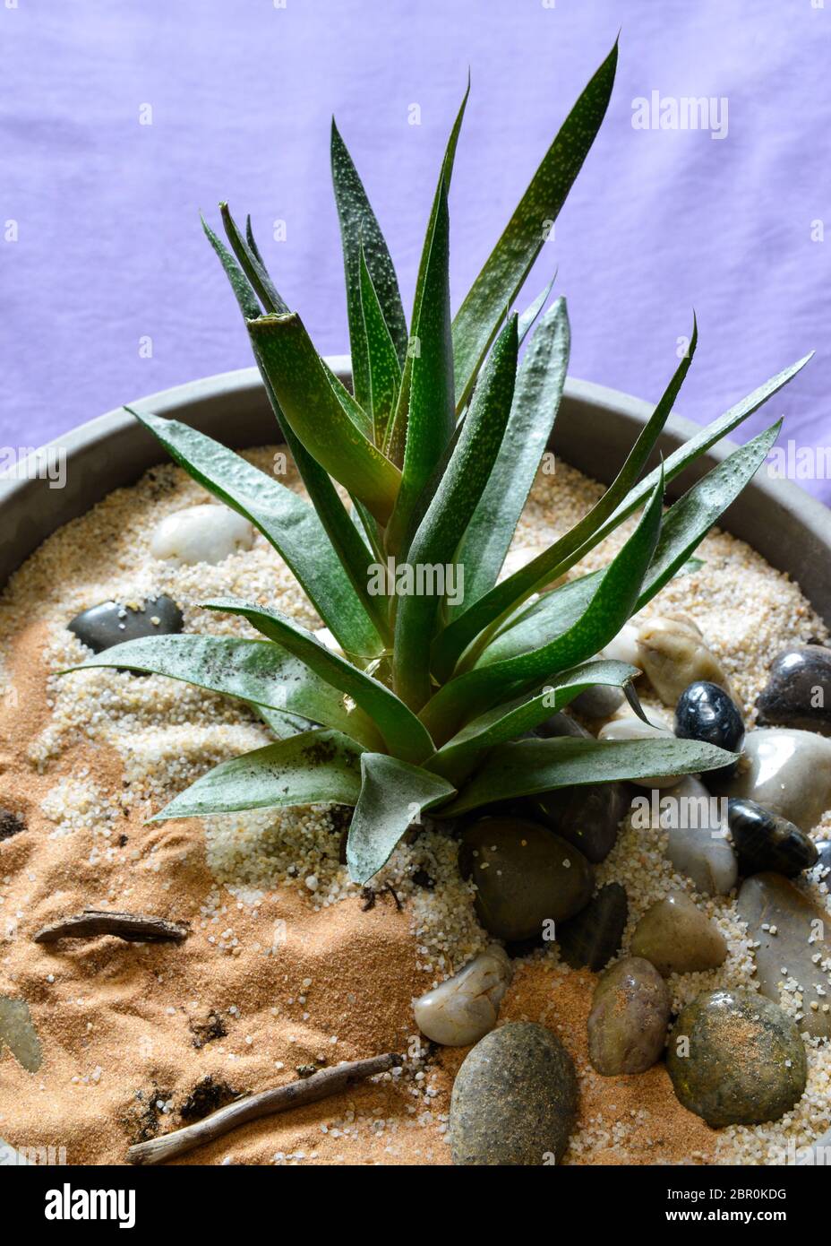 An aloe vera in an earthen flower pot. This is a medicinal plant and