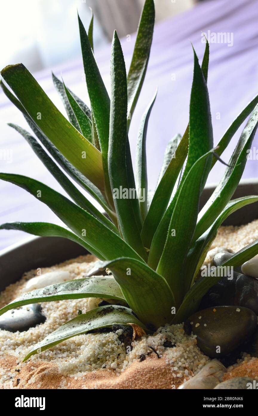 An aloe vera in an earthen flower pot. This is a medicinal plant and