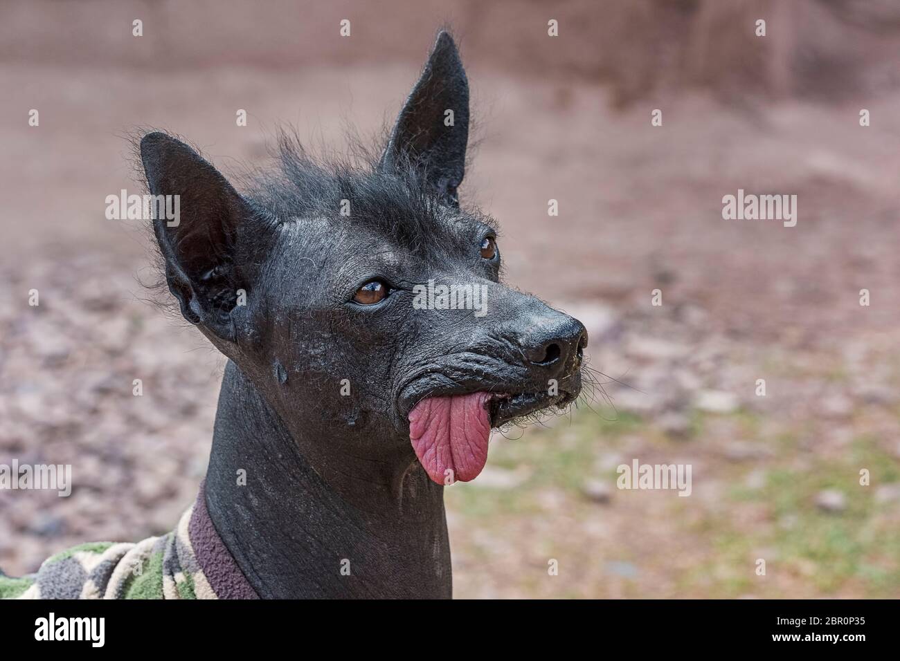 Perro sin pelo del Perú, Peruanischer Nackthund (Canis lupus familiaris), Porträt, Ccochahuasi Animal Sanctuary, Awana Kancha, Peru Stock Photo
