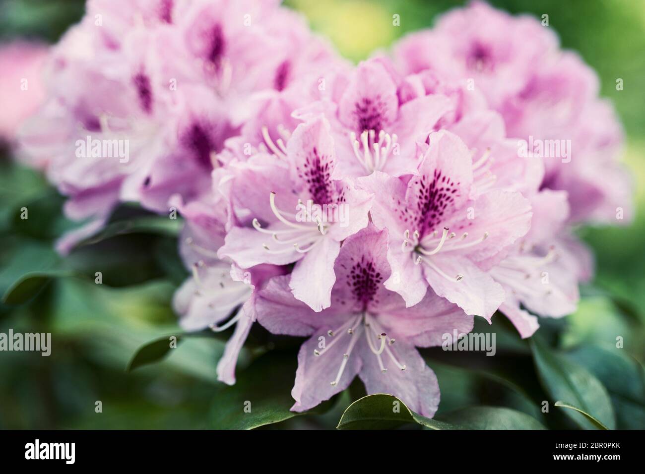 Flower Pink Rhododendron close-up Stock Photo - Alamy