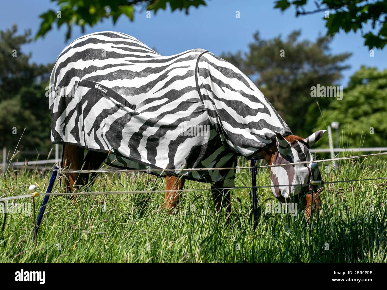 Horse wearing lightweight Horse Fly Rug, fly rugs, horse summer turnout