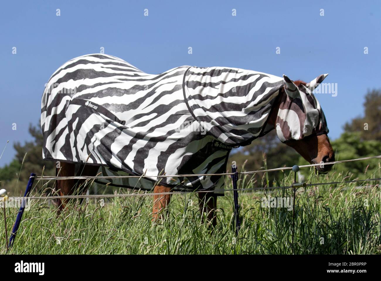 Horse wearing lightweight Horse Fly Rug, fly rugs, horse summer turnout sheet, sunburn rug, sweet-itch rugs, bug rugs and sheets. Combo Turnout With Belly Strap Zebra. A Full Neck Zebra rug provides protection of the body and neck of the horse in hot weather and helps to prevent pink skinned horses from becoming sunburnt. Flies find zebra stripes confusing and don't like to land on striped surfaces and so zebra print fly rugs are becoming increasingly popular. Stock Photo