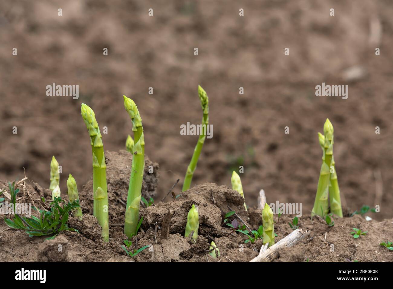 harvesting of green asparagus buds Stock Photo