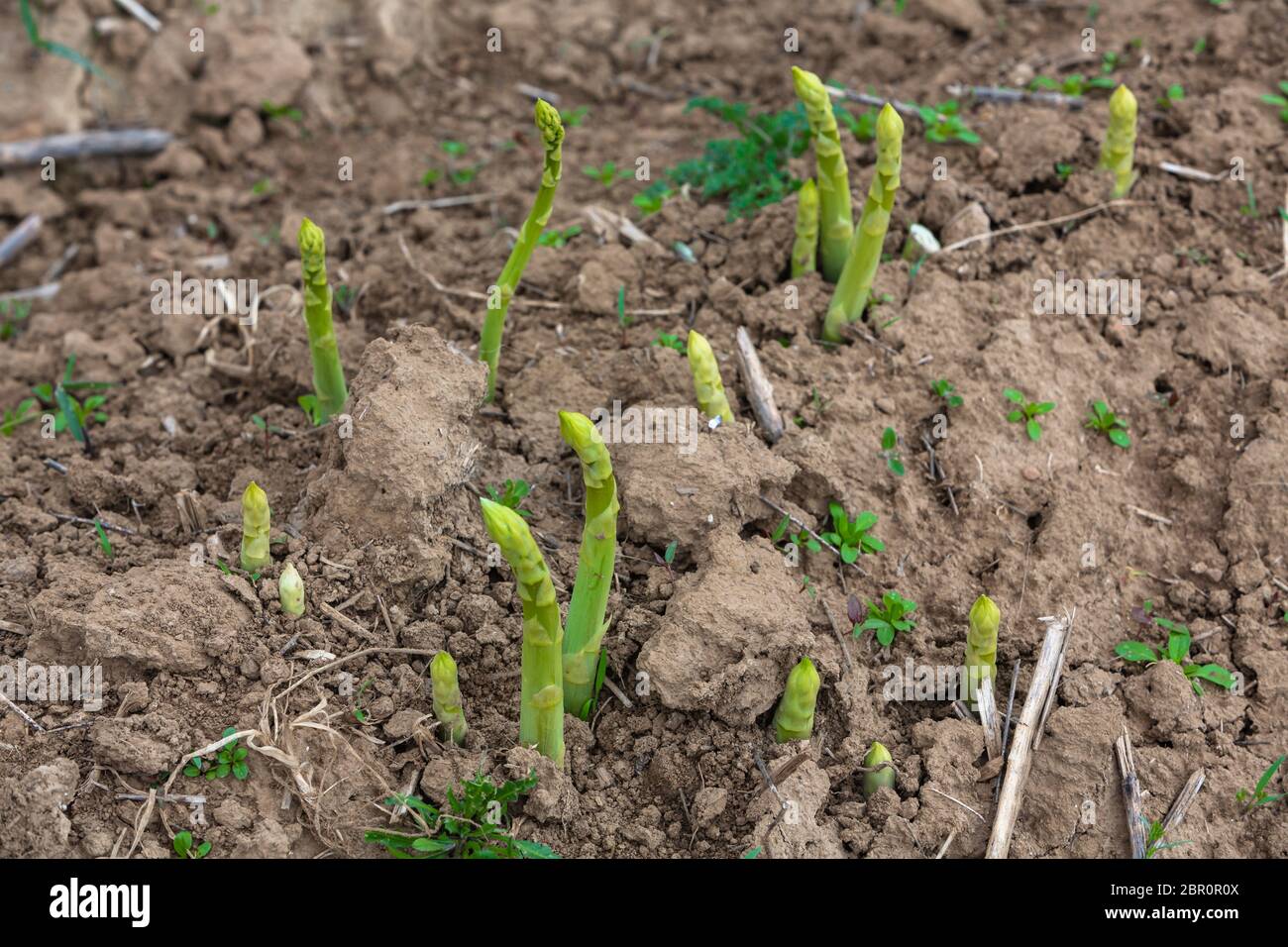 green asparagus buds break through the earth Stock Photo