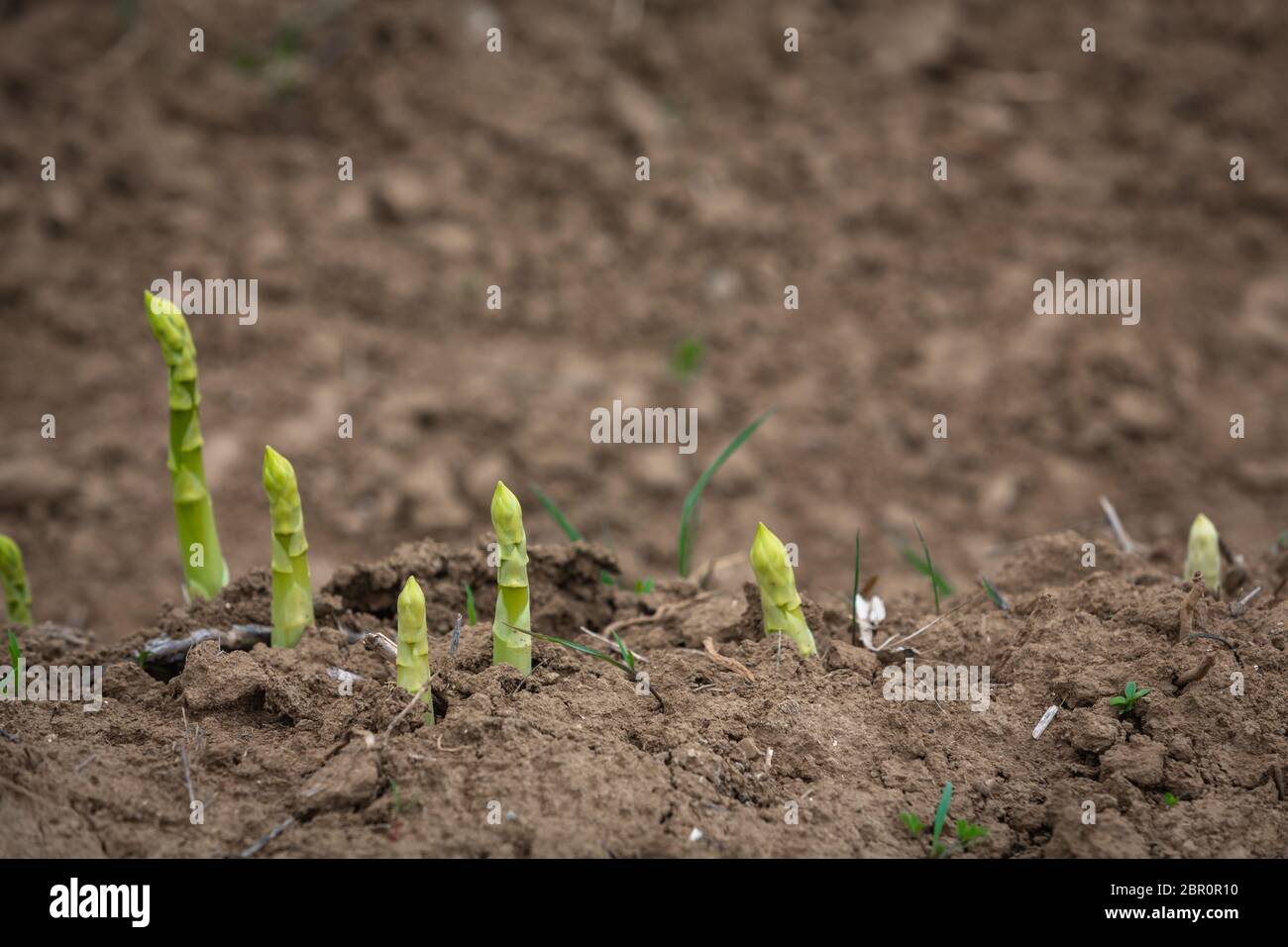 young green asparagus shoots on the field Stock Photo