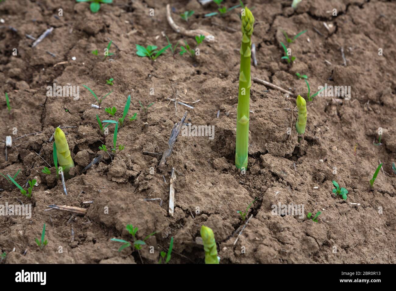 young shoots of asparagus grow on the field Stock Photo