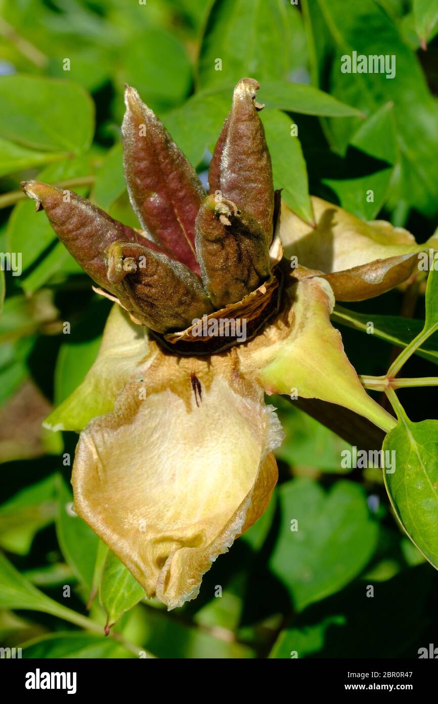 Tree Peony, Seed Heads, Paeonia suffruticosa, Seed, Propigating,  Horticulture, Horticulture, Brown Seeds, Asiatic, Japanese, Country Garden,  Cheshire Stock Photo - Alamy