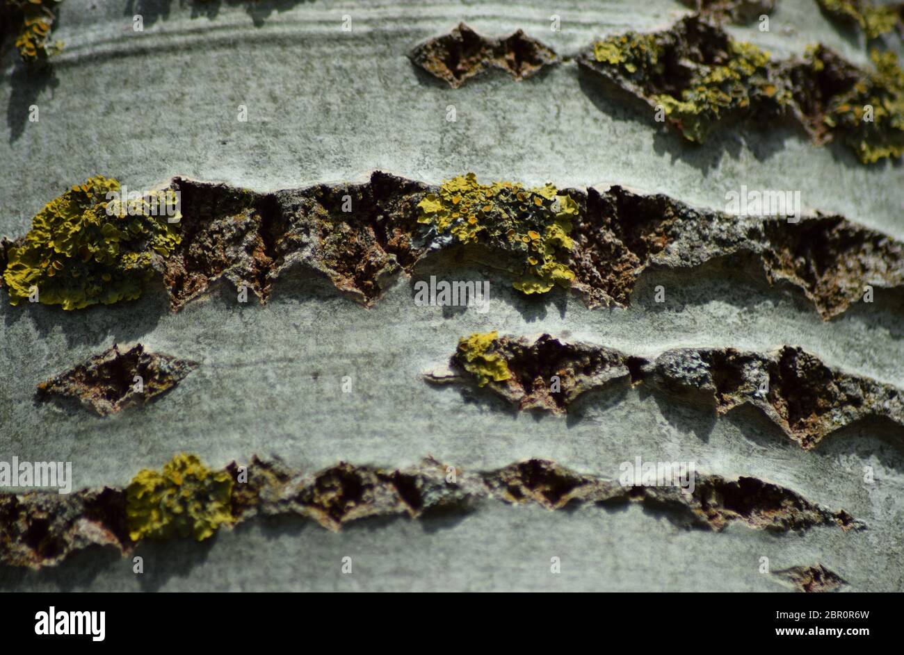 Background from poplar bark. Texture of bark of a tree Stock Photo - Alamy