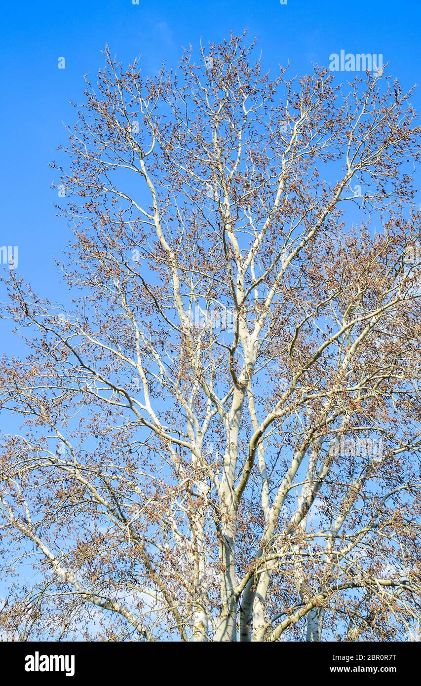 Blooming silver poplar. Silver poplar tree in spring. Poplar fluff from