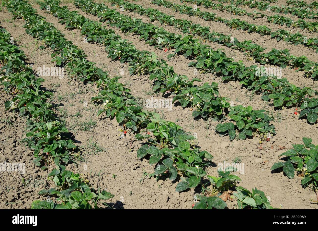 bed of strawberries in the garden. Growing strawberries in rows ...
