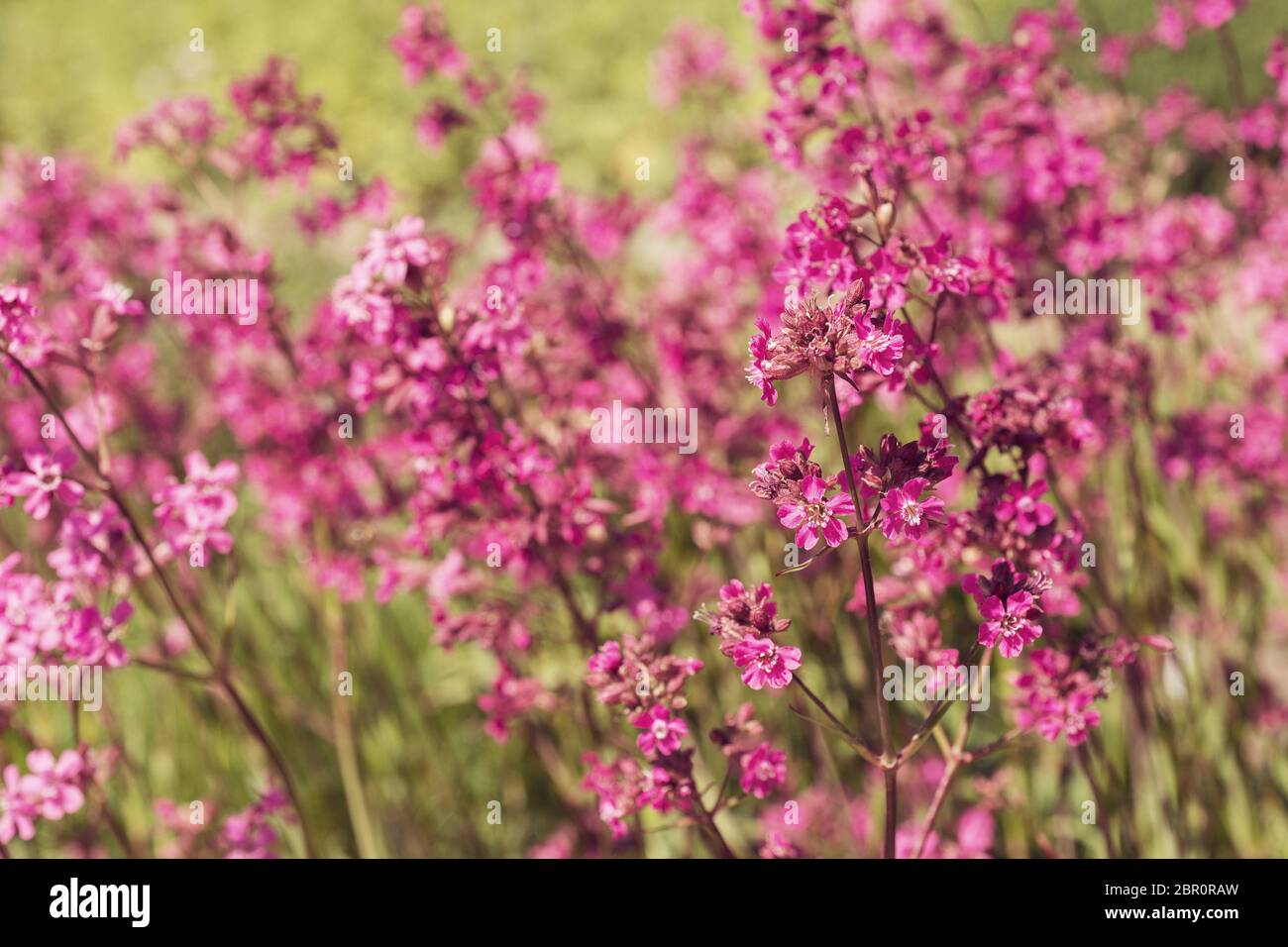 Pink Viscaria vulgaris Flowers in the Garden Stock Photo