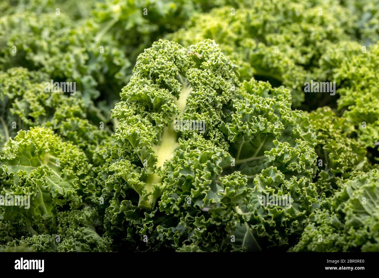 A healthy fresh curly kale Stock Photo Alamy