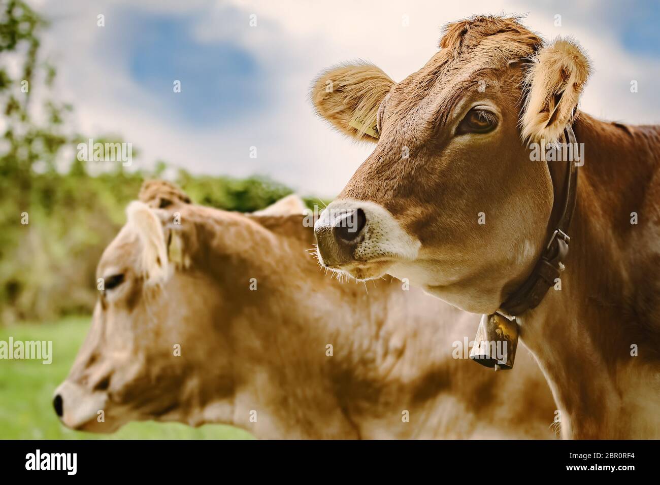 Portrait of Dairy Cattle in the Traditional Pasture Stock Photo Alamy