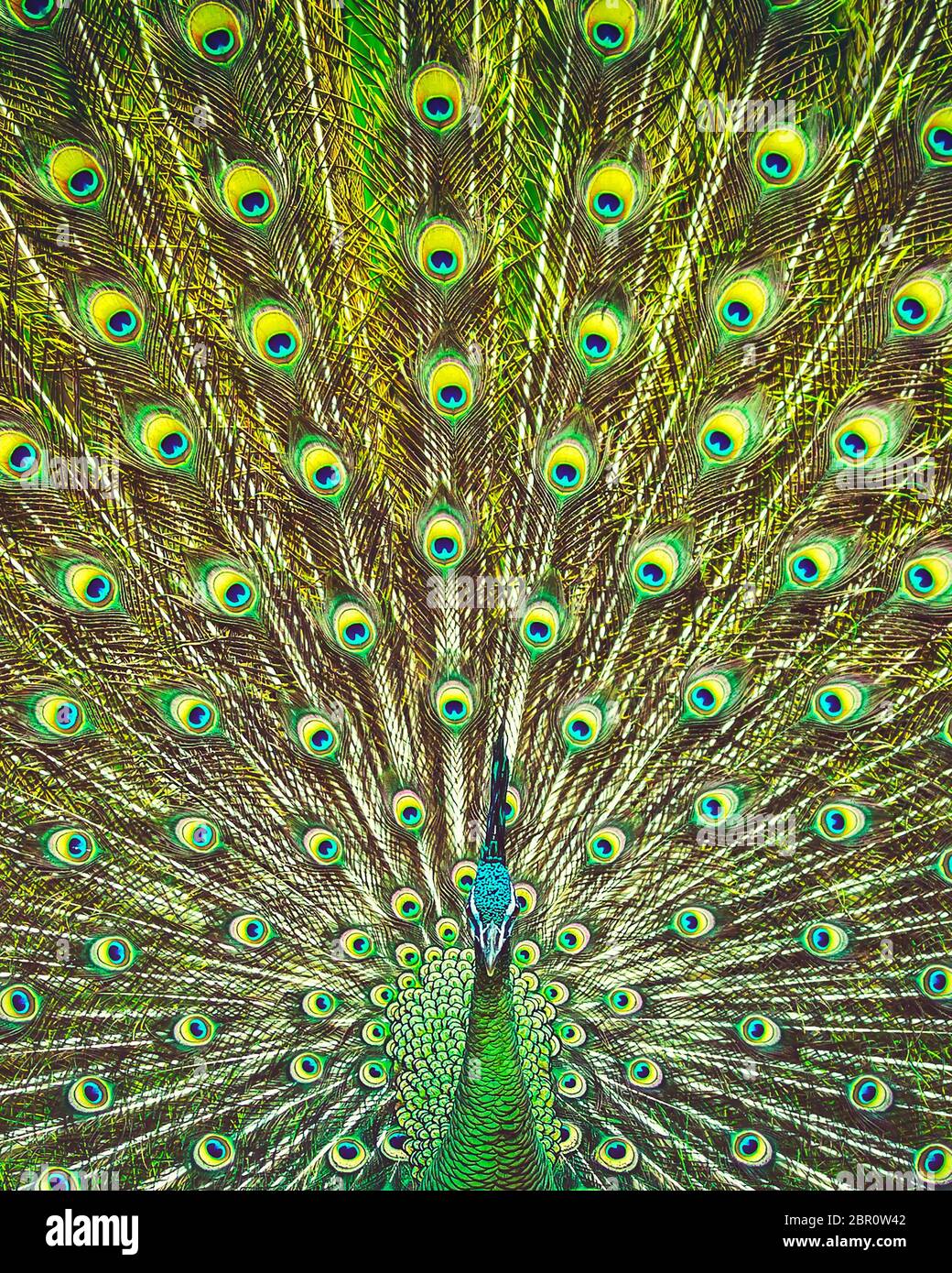 The Tail Feathers Of A Peacock Pecock Nature Colorful Photo Background And  Picture For Free Download - Pngtree