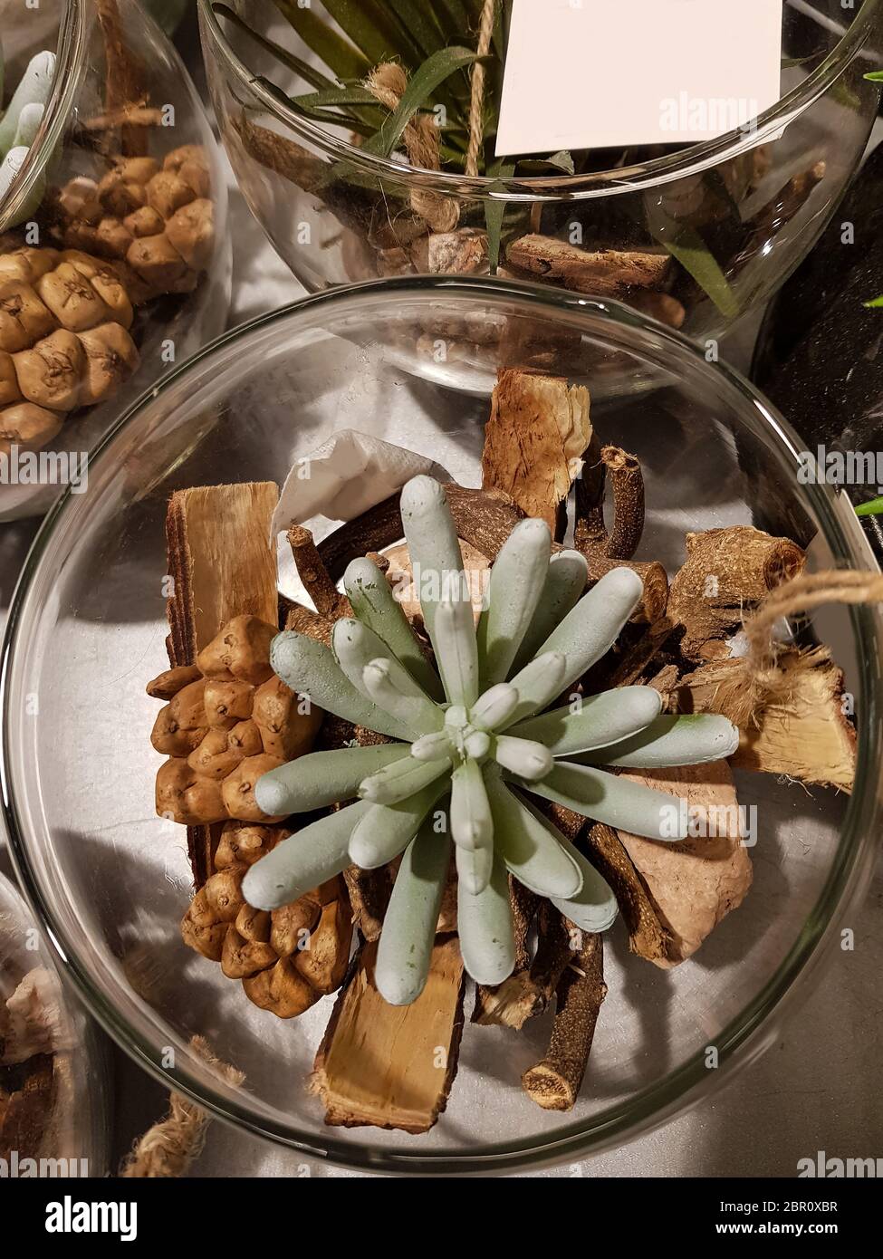Amazing desert cactus plants with several types of cactuses in a jar ...