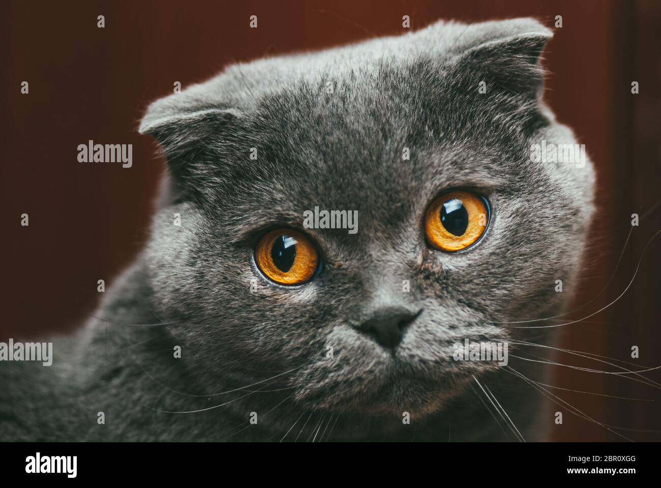 Shutterstock Inc Shorthair Cat Fat Cat Black And White Ollie