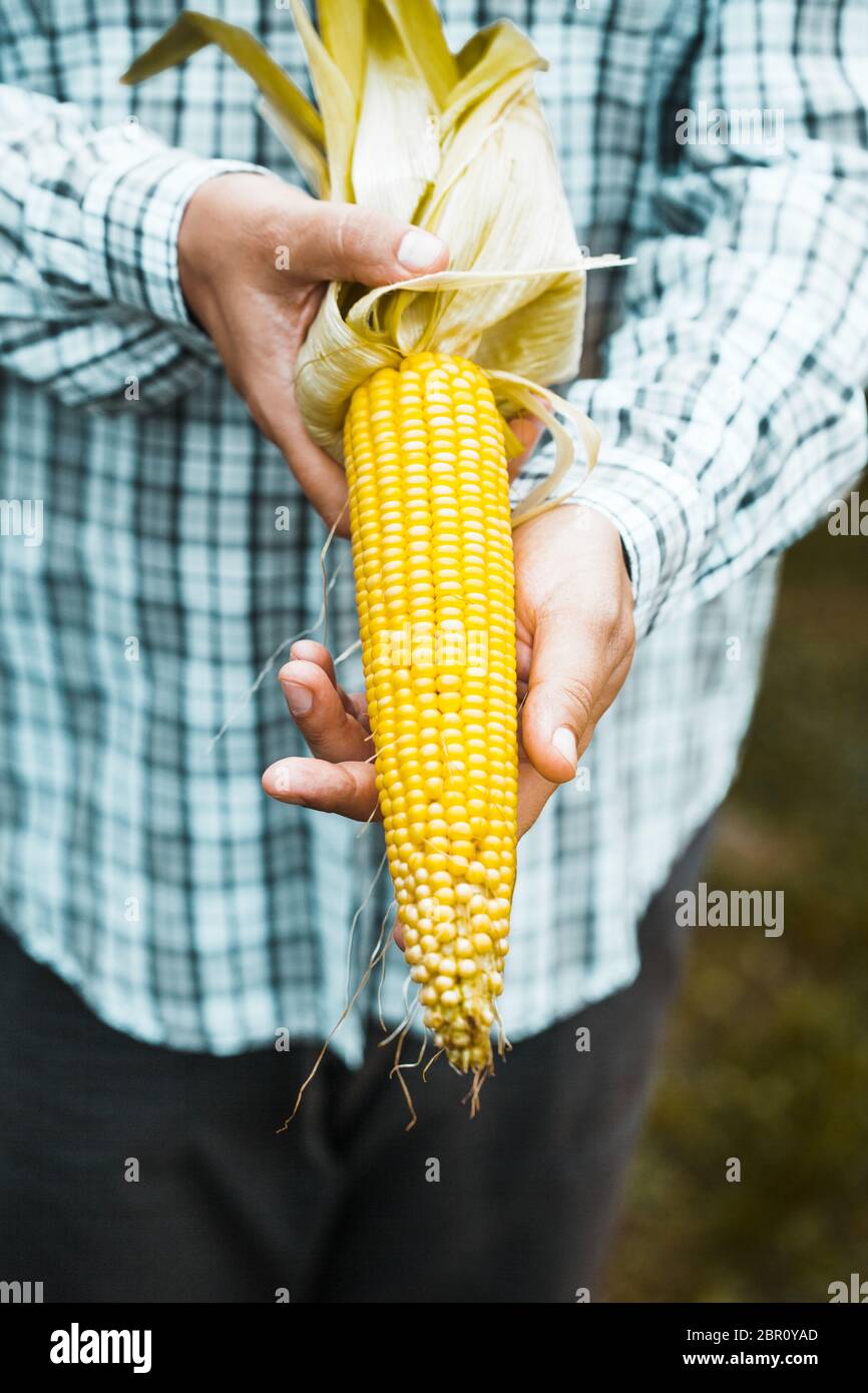Summer harvest. Farmers hands with fresh corn Stock Photo - Alamy