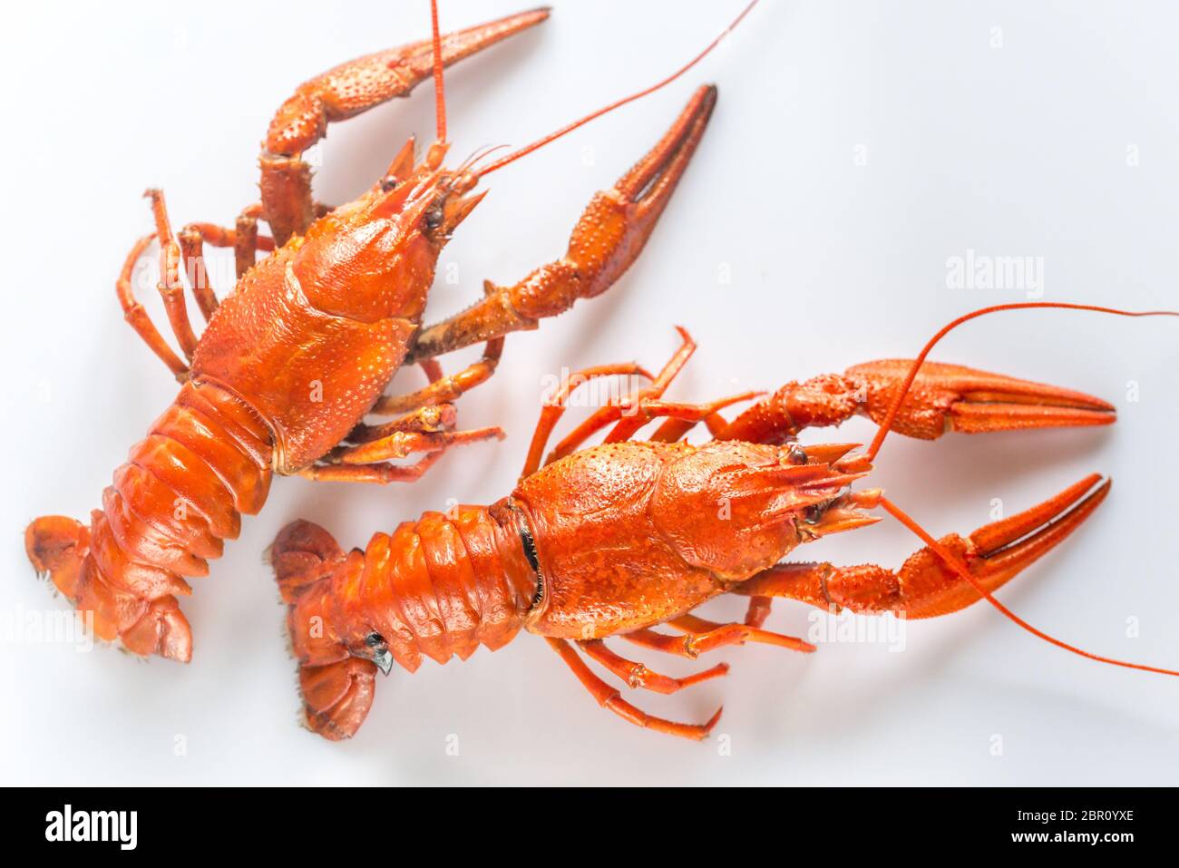 Boiled Crayfish On The White Background Stock Photo Alamy Boiled Crayfish On The White Background Stock Photo Alamy